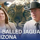 Trump_s New Border Wall Might C__kblock Jaguars _ Grace Kuhlenschmidt Investigates _ The Daily Show
