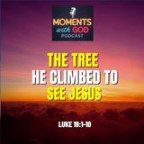 The Tree He Climbed to See Jesus