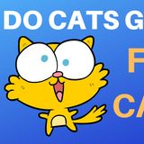 DO CATS GET HIGH FROM CATNIP?