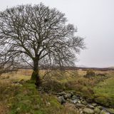 La Biblioteca de Elia: Una vez fui un árbol, la verdadera historia de un libro