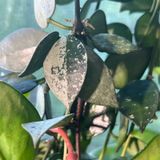 Episode 265 - How to disrupt capitalism with your normal springtime pruning