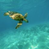Le tartarughe marine