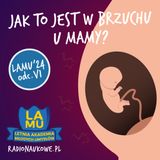 LAMU'24 #06 Jak wygląda dziecko w brzuchu mamy? Dlaczego kwas żołądkowy nie rozpuszcza żołądka od środka?