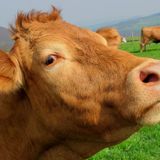 La mucca, la capra, la pecora e il leone