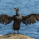 Ecología para todos: Elecciones del Ave del Año