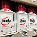 Monsanto's Roundup at the Supreme Court