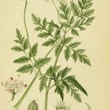 Show 231: Sweet Cicely, Tansy and Hazelnut