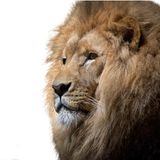 De oude Leeuw | Aesopus Fabels