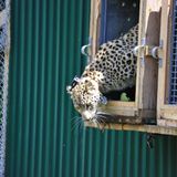 Tras la pista del la reintroducción del leopardo persa del Caucaso, con Andrés Peredo | Oikos #27