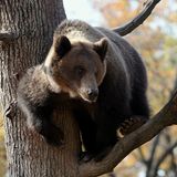 Brown bear encounter | Wild Stories #1