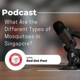What Are the Different Types of Mosquitoes in Singapore
