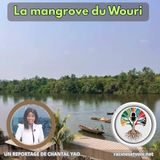 Entre la mangrove du Wouri.