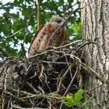 Rovfuglene i Gribskov