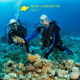 Scuba Diving in Bali: Affordable PADI Courses