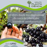 Minuto PlantaCiência - Ep. 21 - O efeito duplo dos elagitaninos da casca da jabuticaba: laxante ou antidiarreico (Rádio UFRJ)