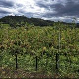 Violenta grandinata nel basso vicentino, danni pesanti ai vigneti del recioto