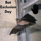 Bat Exclusion - Dr Shelly Johnson