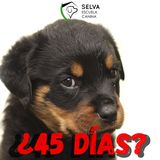 ¿CUÁNDO SEPARAR al CACHORRO de la MADRE... y por qué? 🙉¡ATENCIÓN!