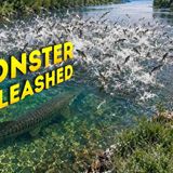 America Wasted 607 Million Fighting Asian Carp - Nature Had a Better Plan