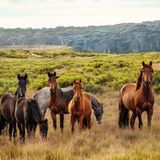 Horses in an Apocalypse!