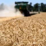 Noticias del sector: España disparó las importaciones de cereal de Marruecos un 625% en 2024