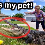 I came to catch an Alligator.. then HOA Karen Called POLICE on Me! - Reddit HOA Stories