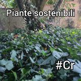 #Cremona Hercules su una vasca da bagno