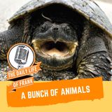 Episode 34: A Bunch of Animals