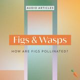 Figs & Wasps | How are figs pollinated?