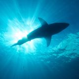 Cosmic Queries – Sharks