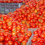 Los agricultores españoles amenazan con dejar de producir tomates ante el nuevo acuerdo con Marruecos