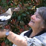 The blue budgie in Berlin — Gisela Kaplan's story