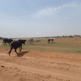 Accès à la terre, à l’eau et aux pâturages : les mécanismes de gestion des conflits ruraux au Niger(Le Magazine)
