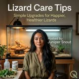 Lizard Care Tips - Feed, Clean, Repeat: Everyday Routines Worth Leveling Up