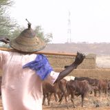 Situation du pastoralisme à Yama dans la région de Tahoua (Magazine)