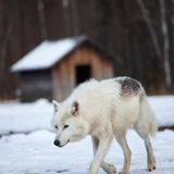 Frederick Marryat - The Werewolf