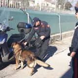 Trio di coinquilini dediti allo spaccio: a far loro visita i cani antidroga e i Carabinieri