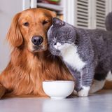 ✨ Perché i Gatti ci accompagnano sempre in Bagno... e ci fissano come piccoli psicologi pelosi✨
