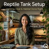Reptile Tank Setup - The Hot and Cold of It: Mastering Your Thermal Gradient