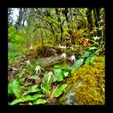 Rithet's bog Revisited