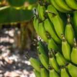 Banana: inverno reduz oferta, mas preços seguem pressionados | BBCast Agro - 18/08/2026