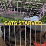 Manatee Cats - Steve Bell and Michael Strollo