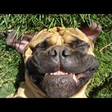#rivaligure Ma gli animali sorridono?