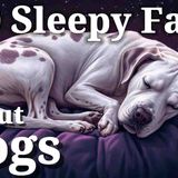 100 Most Relaxing Facts About Sleep to Fall Asleep To