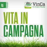 I gerani da una nuova prospettiva