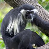 010.3 Black Colobus