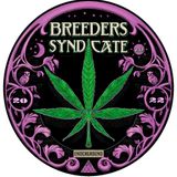 Breeders Syndicate 3.0 Season 9 Wrap Up LIVE Q & A Cookies Sherb Zkittlez Gelato BRING ALL Qs