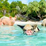Pig Beach: dove i maiali nuotano nelle acque cristalline delle Bahamas