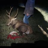 Stress da cattura: il cervo in fuga in centro a Thiene è morto dopo la liberazione sulle Bregonze