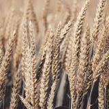 OGM: Perché Abbiamo Paura?